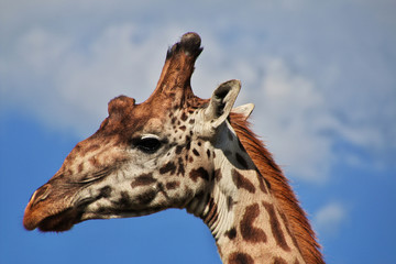 Safari, Tanzania, Kenya