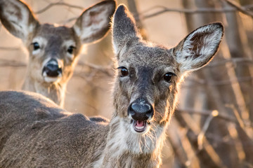 White Tailed Deer, Odocoileus virginianus, foraging in beautiful light at dusk, makes funny face