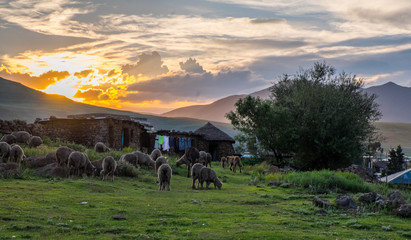 Sunset in the mountains with huts and sheep in the foreground, in Semonkong, Lesotho, Southern Africa © Lina