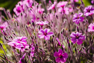 Obraz na płótnie Canvas Purple flowers of Geranium Maderense