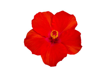 Close up red Hibiscus flowers isolated on white background.Saved with clipping path.