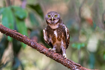 Beuatiful bird Spotted owlet on branch in park.