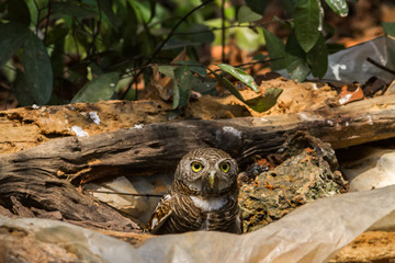 Beuatiful bird Spotted owlet on tub in park.
