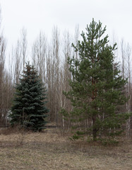 Ghost town Pripyat in Chernobyl, Ferris wheel
