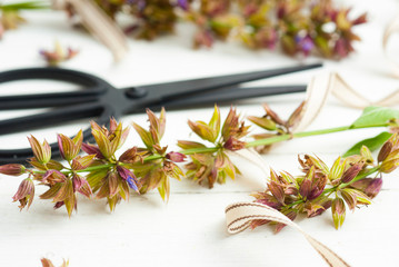 Dried sage plants