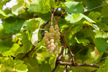 The Grape harvest somewhere in Italy