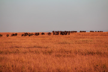 Safari, Tanzania, Kenya