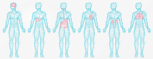 Polygonal human profiles vector, set of isolated bodies with colored body parts. Liver and kidney, lungs and brain, digestive system, silhouettes in blue