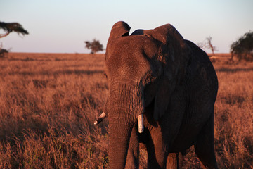 Fototapeta na wymiar Safari, Tanzania, Kenya