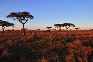 Fototapeta na wymiar Safari, Tanzania, Kenya