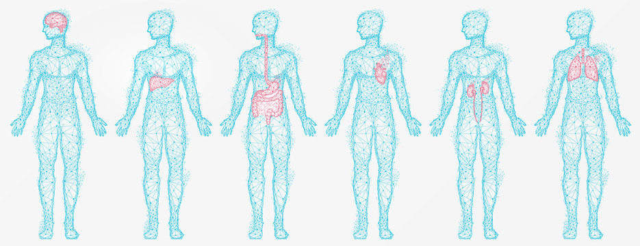 Polygonal human profiles vector, set of isolated bodies with colored body parts. Liver and kidney, lungs and brain, digestive system, silhouettes in blue