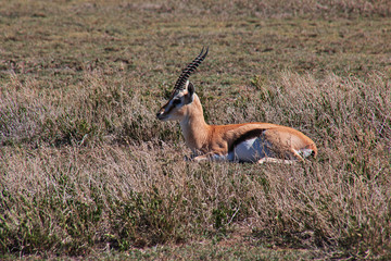Safari, Tanzania, Kenya