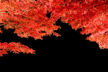 Arch red maple in autumn season