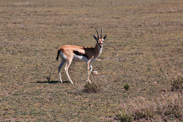 Safari, Tanzania, Kenya