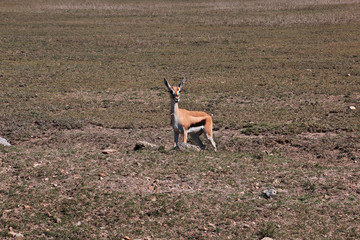 Safari, Tanzania, Kenya