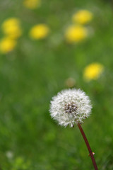 Naklejka premium Dandelion puff with blurred yellow dandelions in background