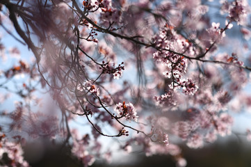 flowering tree in spring