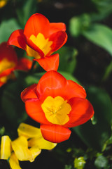 Spring Flowers 3. (Matte)