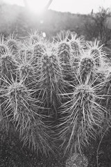 Black and white close up of cacti with sun flare