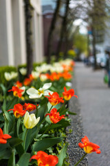 Flower Bed .2