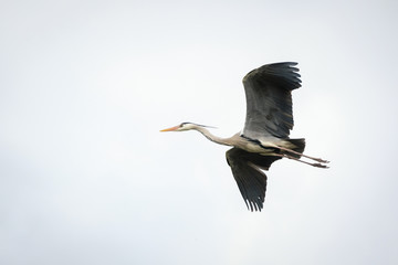 Héron en vol