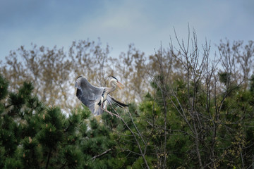 Héron qui se pose sur un arbre