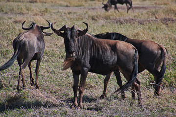 Naklejka na ściany i meble Serengeti, Safari, Tanzania, Kenya