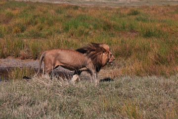 Serengeti, Safari, Tanzania, Kenya