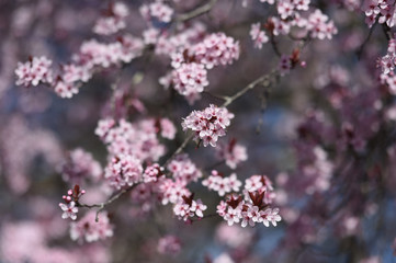Obraz na płótnie Canvas flowering tree in spring