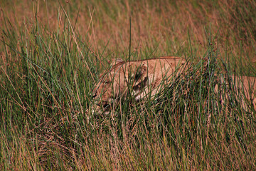 Serengeti, Safari, Tanzania, Kenya