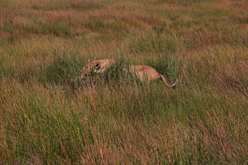 Serengeti, Safari, Tanzania, Kenya