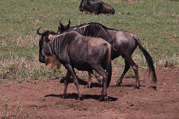 Naklejka na ściany i meble Serengeti, Safari, Tanzania, Kenya