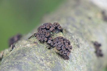 Currant cup fungus, Godronia ribis, an early spring fungus growing on redcurrant, Ribes rubrum