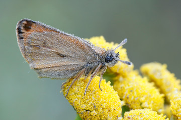 Thymelicus lineola, known as the Essex skipper butterfly, resting on Tansy, Tanacetum vulgare