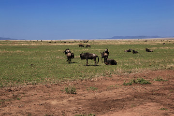 Serengeti, Safari, Tanzania, Kenya