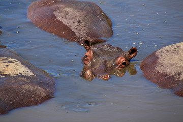 Serengeti, Safari, Tanzania, Kenya