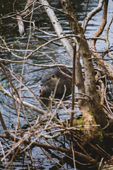 Nutria