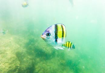 underwater marine life on coral reefs