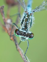 Northern damselfly or spearhead bluet, Coenagrion hastulatum