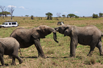 Serengeti, Safari, Tanzania, Kenya