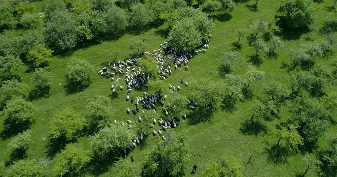 Aerial view of flock of sheep in pasture in spring. 4k