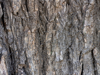 The texture of the tree bark. Natural background gray protection symbol