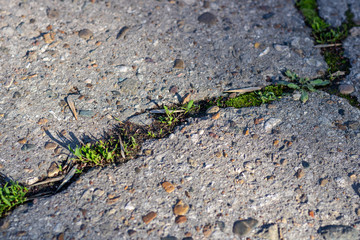 Young green grass makes its way through the asphalt. Symbolizes life and success.