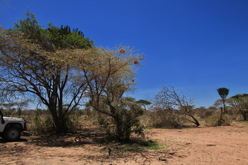 Serengeti, Safari, Tanzania, Kenya