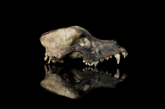 side view dog skull isolated black background with mirror reflection