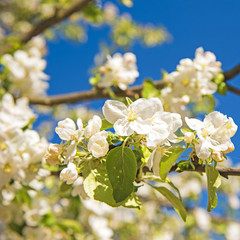 Flowers of the apple blossoms on spring day