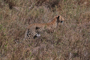 Serengeti, Safari, Tanzania, Kenya