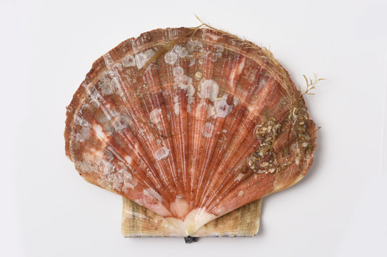 scallop shell in closeup on white background