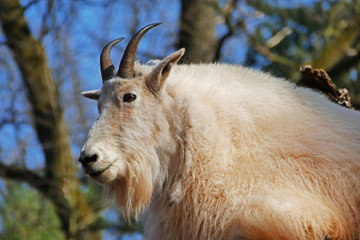 Rocky mountain goat male closeup view, North America