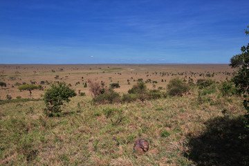 Serengeti, Safari, Tanzania, Kenya
